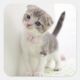 Pegatina Cuadrada Scottish Fold Kitten