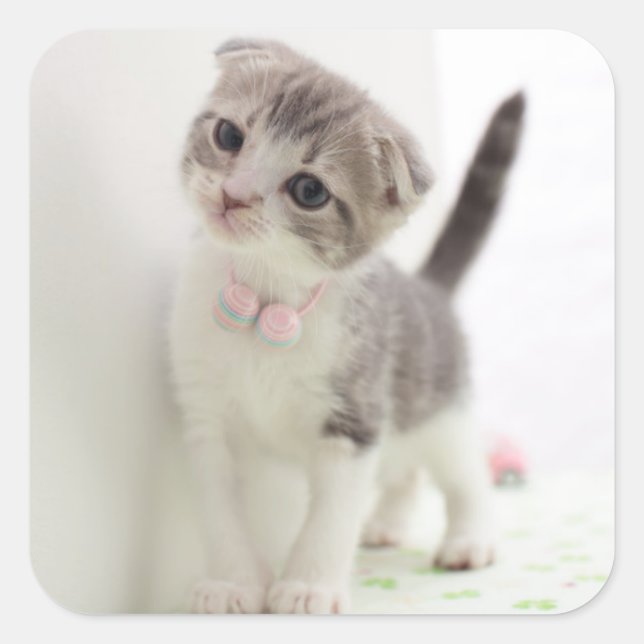 Pegatina Cuadrada Scottish Fold Kitten (Anverso)