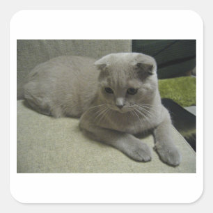 Pegatina Cuadrada Scottish_fold que pone 2.png