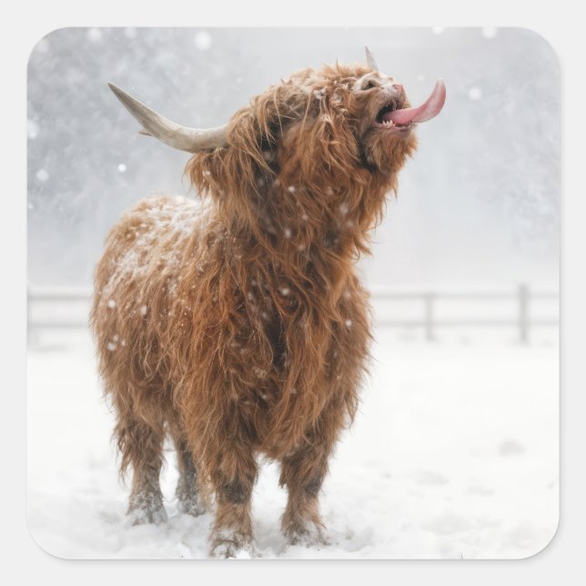 Pegatina Cuadrada Scottish Highland Cow Licking Snowflakes (Anverso)