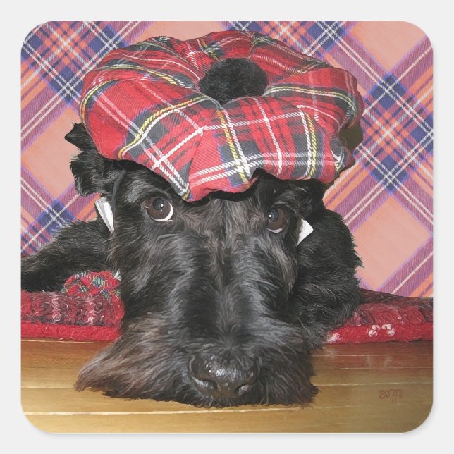 Pegatina Cuadrada Scottish Terrier in a Tam-o-Shanter (Anverso)