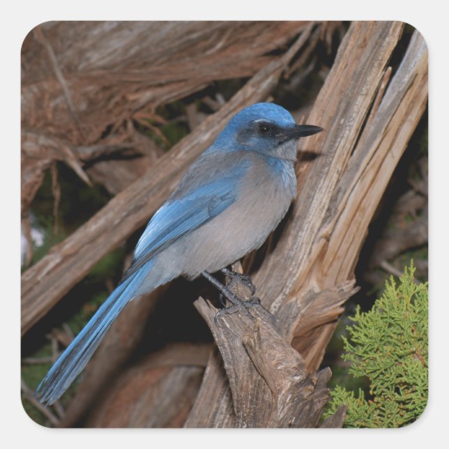 Pegatina Cuadrada Scrub Jay (Anverso)