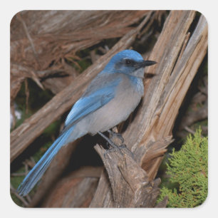 Pegatina Cuadrada Scrub Jay