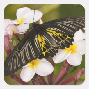 Pegatina Cuadrada SE Asia, Tailandia, Khon Kaen