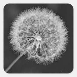 Pegatina Cuadrada Se fue a la semilla