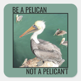 Pegatina Cuadrada Sé pelícano, no pelícano