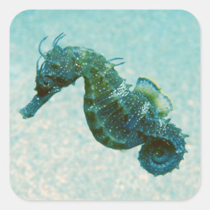 Pegatina Cuadrada Seahorse Cortocircuito-Metido el hocico el
