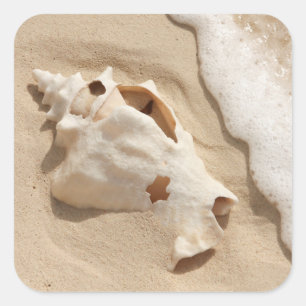 Pegatina Cuadrada Seashell en la isla caribeña magnífica del turco