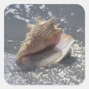 Pegatina Cuadrada Seashell en la isla de la playa el   Sanibel, la