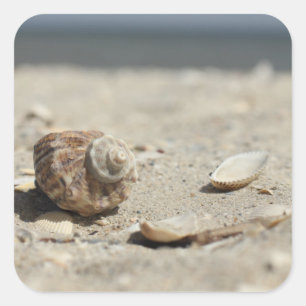 Pegatina Cuadrada Seashells en la arena por el mar