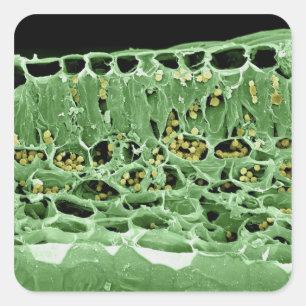 Pegatina Cuadrada Sección representativa de la hoja