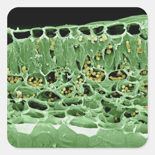 Pegatina Cuadrada Sección transversal de la hoja (Anverso)