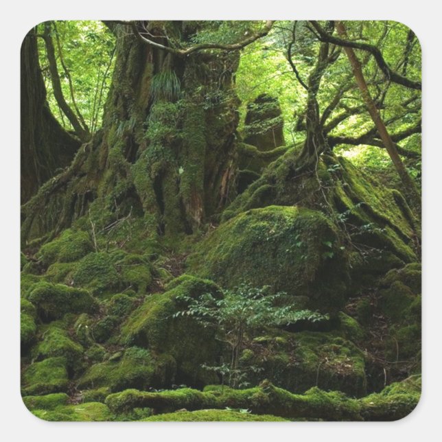 Pegatina Cuadrada Selva selvática de Moss (Anverso)
