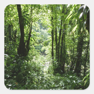 Pegatina Cuadrada Selva tropical II dominicana de lluvia verde tropi