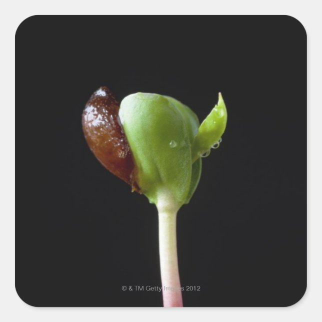 Pegatina Cuadrada Semillas de manzana con cáscara de semilla (Anverso)