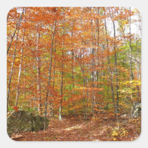 Pegatina Cuadrada Sendero de otoño con luz solar moteada en Laurel H