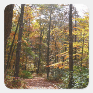 Pegatina Cuadrada Sendero de Otoño Iluminado por el Sol en Laurel Hi