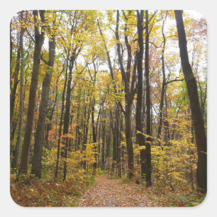Pegatina Cuadrada Sendero de otoño y hojas doradas en Laurel Hill Pa