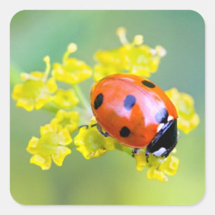 Pegatina Cuadrada señora de arriba