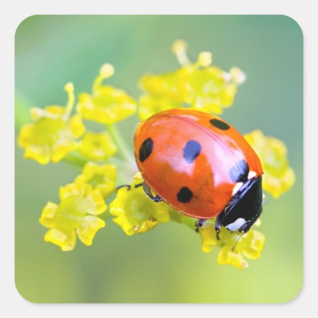 Pegatina Cuadrada señora de arriba (Anverso)
