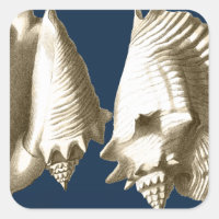 Sepia Conch Seasheles