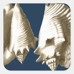 Pegatina Cuadrada Sepia Conch Seasheles
