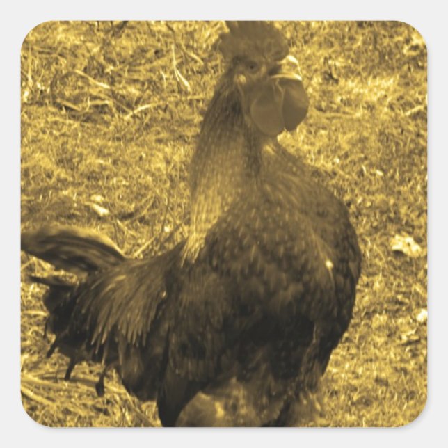 Pegatina Cuadrada Sepia Tone Crowing Rooster (Anverso)