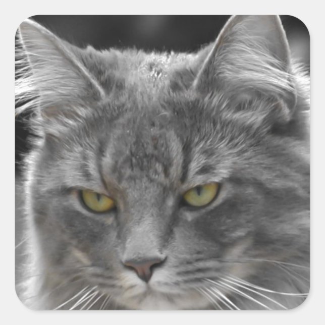 Pegatina Cuadrada Serio Buster (Anverso)