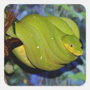 Pegatina Cuadrada Serpiente de árbol esmeralda