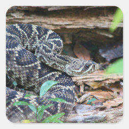 Pegatina Cuadrada Serpiente de cascabel en la naturaleza