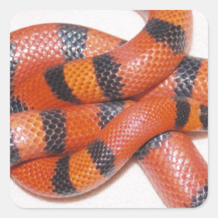 Pegatina Cuadrada Serpiente de leche del Honduran del Hypo Milksnake