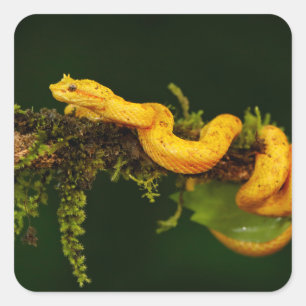 Pegatina Cuadrada Serpiente de veneno de Costa Rica