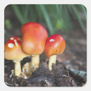 Pegatina Cuadrada seta de la familia Amanita