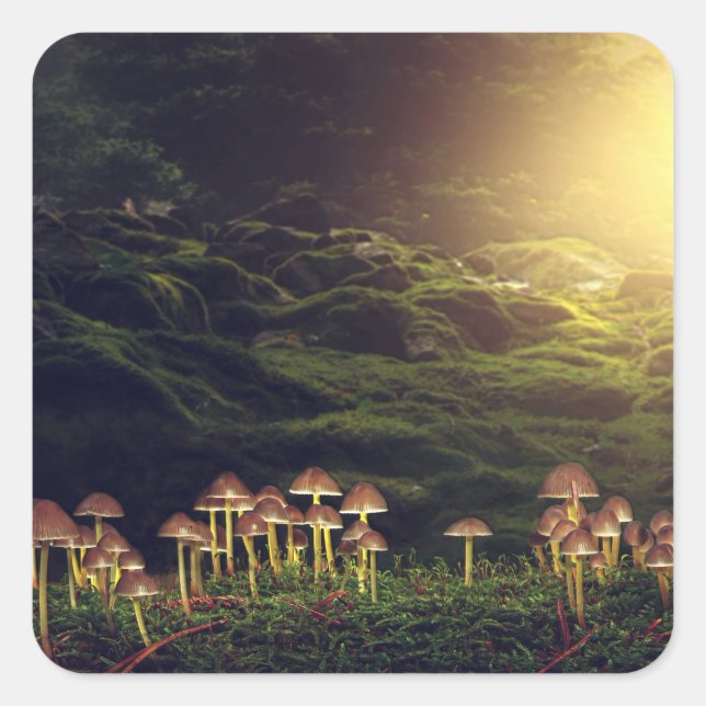 Pegatina Cuadrada Setas silvestres maduras en el bosque (Anverso)