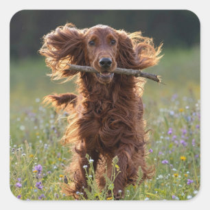 Pegatina Cuadrada Setter Irlandés corriendo con un palo