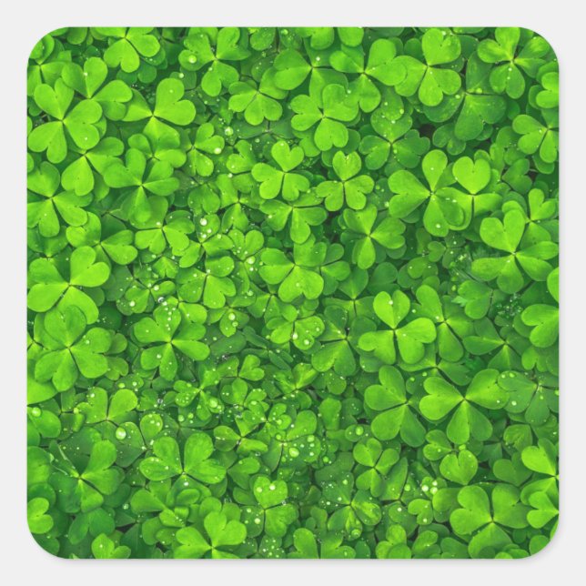Pegatina Cuadrada Shamrock Clovers Green Irish Symbol Irlanda (Anverso)