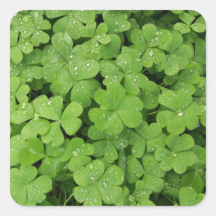 Pegatina Cuadrada Shamrock fresco verde, afortunados St Patricks