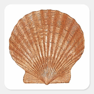 Pegatina Cuadrada Shell de vieira de bahía