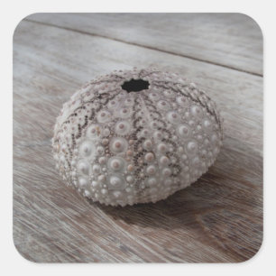 Pegatina Cuadrada Shell encima de una tabla de madera