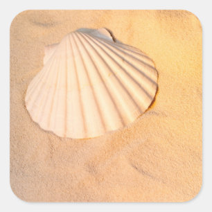 Pegatina Cuadrada Shell que pone en arena