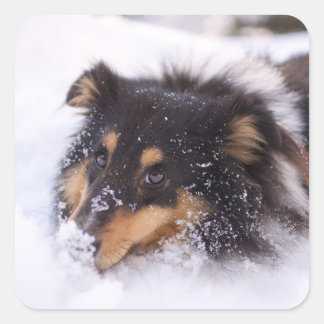 Pegatina Cuadrada Shetland Sheepdog Laying In Snow