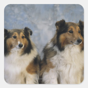 Pegatina Cuadrada Shetland Sheepdogs