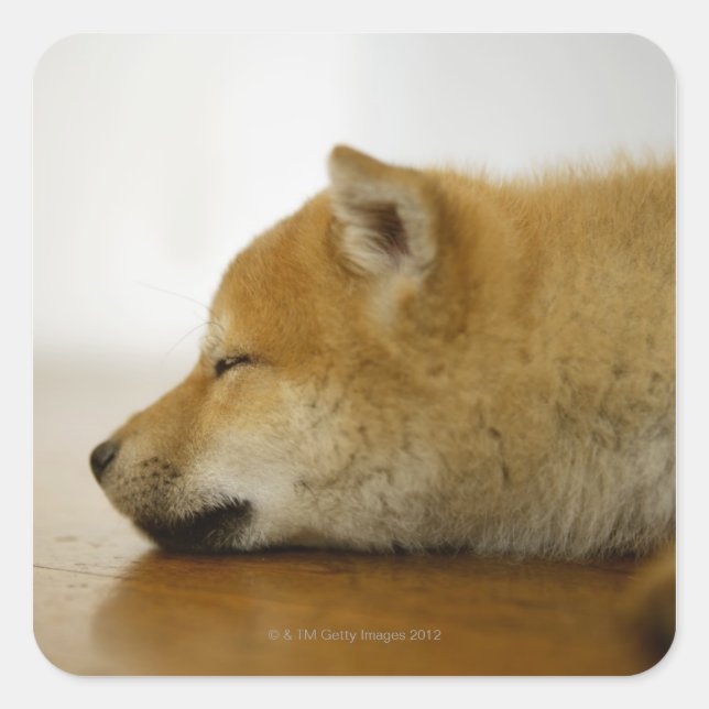 Pegatina Cuadrada Shiba-ken durmiendo 2 (Anverso)