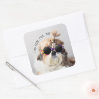 Shih Tzu Too Guay para ti Foto Gafas de sol