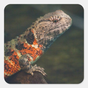 Pegatina Cuadrada Shinisaurus crocodilurus