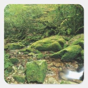 Pegatina Cuadrada Shiratani Unsuikyo, Yakushima, Kagoshima, Japón