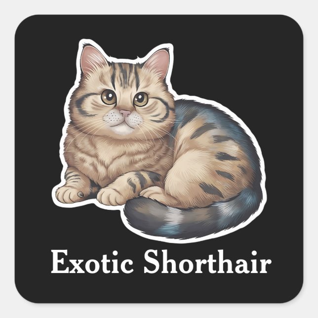 Pegatina Cuadrada Shorthair exótico (Anverso)