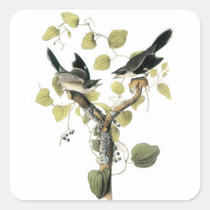 Pegatina Cuadrada Shrike de Loggerhead por Audubon