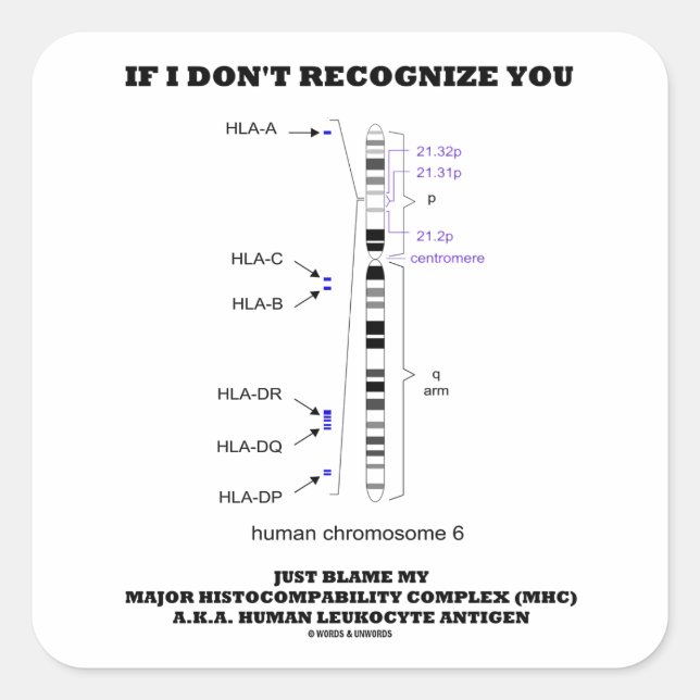 Pegatina Cuadrada Si no te reconozco, culpa a mi biología de MHC (Anverso)