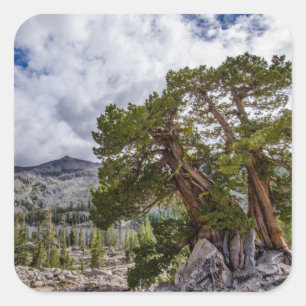 Pegatina Cuadrada Sierra Juniper y árboles de hoja perenne